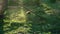 The worker mows the grass with a manual gas lawn mower. Cutting weeds close up. Cleaning the territory from weeds by the gardener