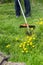 Worker mows grass and weeds with a lawn mower