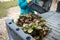 Worker offloading freshly harvested beets