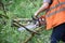 A worker in overalls saws the trunk of an acacia tree with a chainsaw.