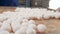 Worker packing fresh eggs in the egg sorting factory.