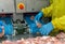 Worker paste chicken meat on conveyor to auto cutting size machine