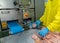 Worker paste chicken tenderloin on conveyor to auto cutting machine