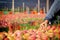 Worker picking apples