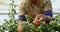 Worker picking blueberries in blueberry farm 4k