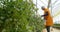 Worker picking blueberries in blueberry farm 4k