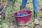 Worker picking grapes in vineyard in grape harvesting time