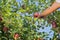 Worker picking Italian typical apples