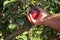 Worker picking Italian typical apples