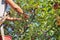 Worker picking Italian typical apples