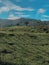 Worker picking tea leaves in tea plantation