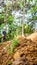 The worker plant the grass in the slope area of the forest