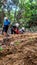 The worker plant the grass in the slope area of the forest