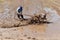 Worker plowing in rice field prepare plant rice