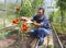 Worker processing the tomatoes bushes in the greenhouse