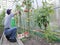 Worker processing the tomatoes bushes in the greenhouse