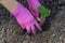 Worker in protective bright purple gloves is transplanting  young pumpkin sprout in to the soil