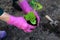 Worker in protective bright purple gloves is transplanting  young pumpkin sprout in to the soil