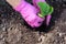 Worker in protective bright purple gloves is transplanting  young pumpkin sprout in to the soil