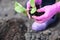 Worker in protective bright purple gloves is transplanting  young pumpkin sprout in to the soil