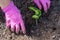 Worker in protective bright purple gloves is transplanting  young pumpkin sprout in to the soil, in the garden