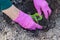 Worker in protective bright purple gloves is transplanting  young pumpkin sprout in to the soil, in the garden