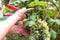 Worker pruning grapes. Secateurs and gardener`s hands on the background of vines and leaves