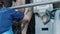 Worker putting milking equipment on udder close up. Technological device on farm