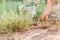 Worker racking pulling removing weeds. Seasonal spring summer works in organic gardening