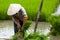 Worker in Rice Field