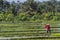 Worker at Rice Field