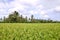 Worker in the Rice grown rice field