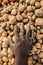 Worker`s hand placed on a pile of potatoes