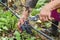 Worker\'s hands in motion during the vine harvesting. Merlot cluster with rotten grapes. Selective focus