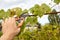 Worker`s hands with secateurs cutting off wilted leafs on grapevine