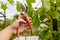 Worker`s hands with secateurs cutting off wilted leafs on grapevine