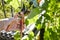 Worker`s hands with secateurs cutting off wilted leafs on grapevine