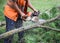 A worker saws acacia branches with a chainsaw.