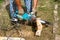 The worker saws the log with an electric saw.