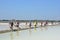 Worker shoveling salt at salt pan at Thailand