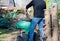 A worker is shredding branches of a Thuja hedge in a electric shredder