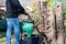 A worker is shredding branches of a Thuja hedge in a electric shredder