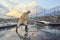 A worker is slapping water out of the salt extracting field in the early morning