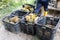 Worker sorting freshly harvested organic durian into grades