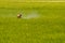 A worker spraying insecticides in rice field