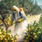 Worker spraying lemons in an orchard