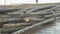 Worker stacking bamboo poles up on river