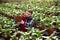 Worker supervising growth of young Spathiphyllum