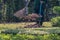 Worker sweeps dry flower and dry leaf in the garden.