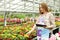 Worker with tablet near cyclamen and primroses in greenhouse